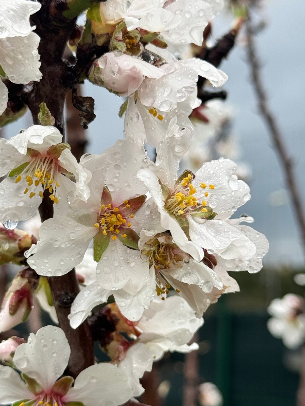 La magia della fioritura dei mandorli: un anticipo di&nbsp;primavera